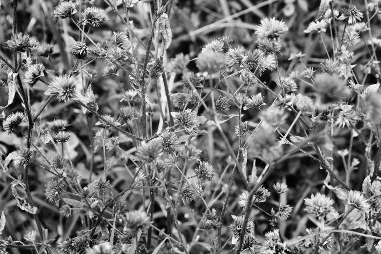 Free stock image of Thistles in an overgrown field created by Katriona Galahad