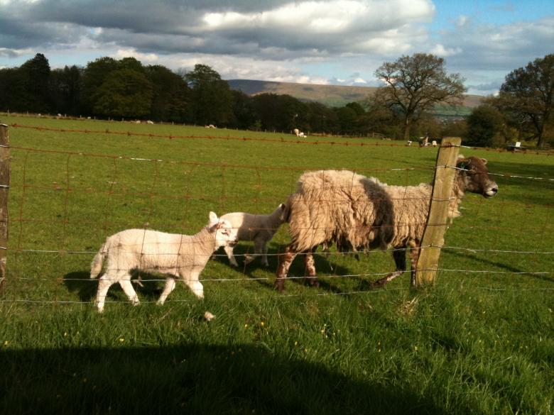 Free stock image of A Sheep and Lamb created by Jeff Robinson