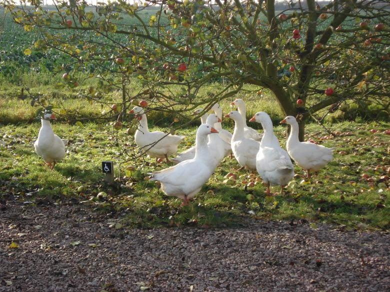 Free stock image of Ducks created by Jeff Robinson
