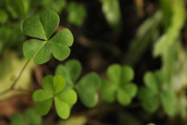 Free stock image of Green three-leaved clovers created by Katriona Galahad