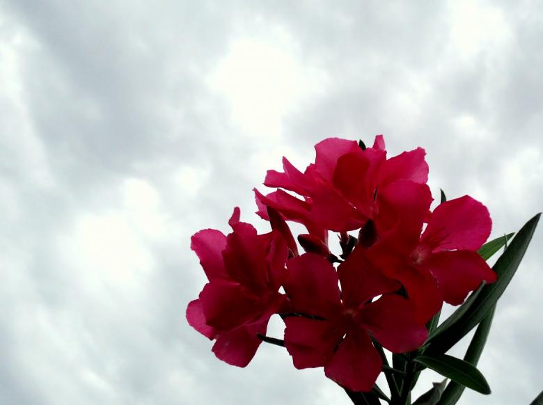 Free stock image of Oleander flowers created by Julieta Nuñez Chapa
