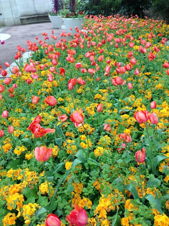 Free stock image of Flowers created by Felix Cheung
