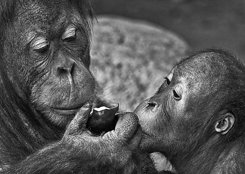 Free stock image of Orangutans sharing an apple created by Tony Ryta