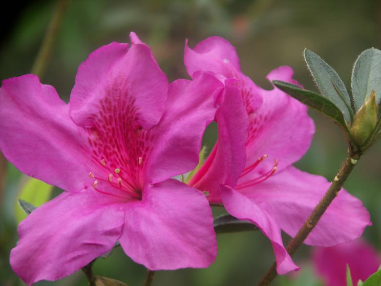 Free stock image of Pink Flowers created by Katriona Galahad
