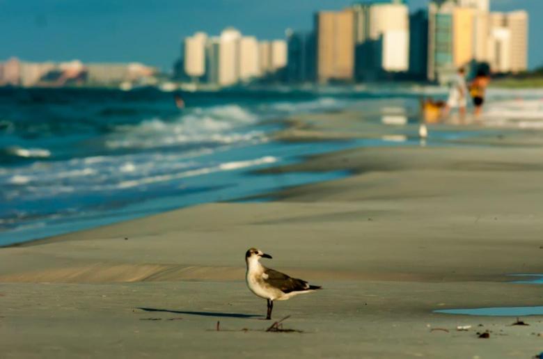 Free stock image of Bird on the beach created by agphotostock.com