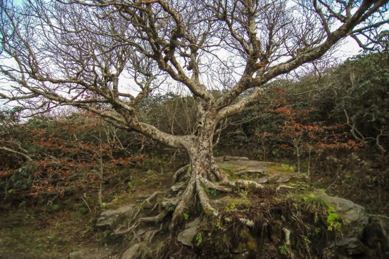Free stock image of Old Dry Tree created by agphotostock.com