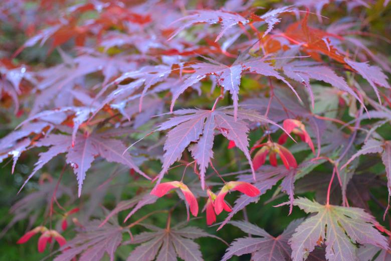 Free stock image of Maple leaves created by Matija