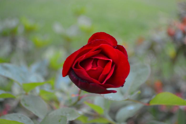 Free stock image of Red rose created by Matija