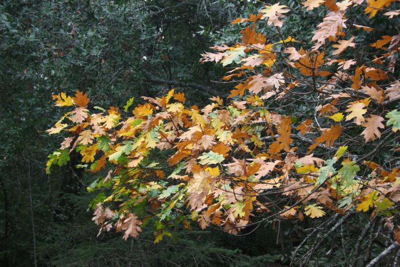 Free stock image of Fall Leaves created by Sue Osborn