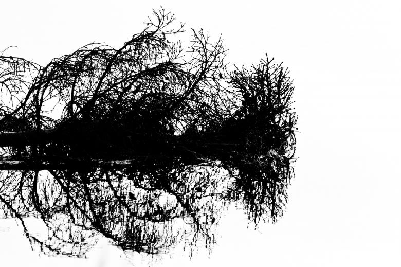 Free stock image of Tree created by Geoffrey Whiteway