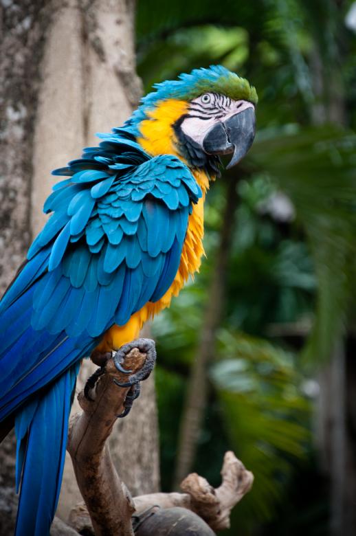 Free stock image of Macaw parrot created by Luka