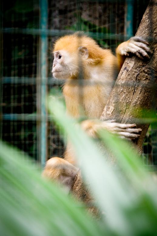 Free stock image of Monkey created by Luka