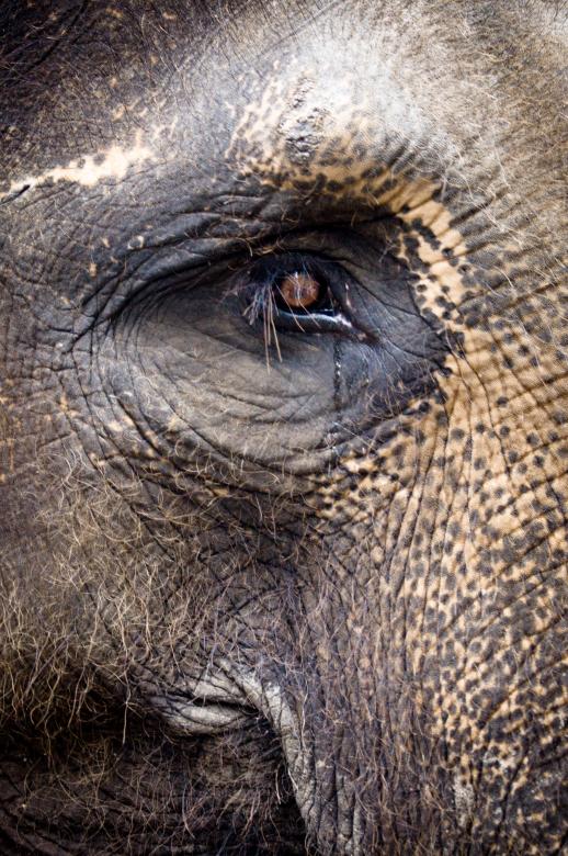 Free stock image of Elephant created by Luka