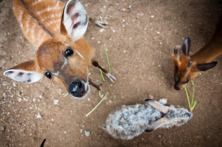 Free stock image of Dik dik created by Luka