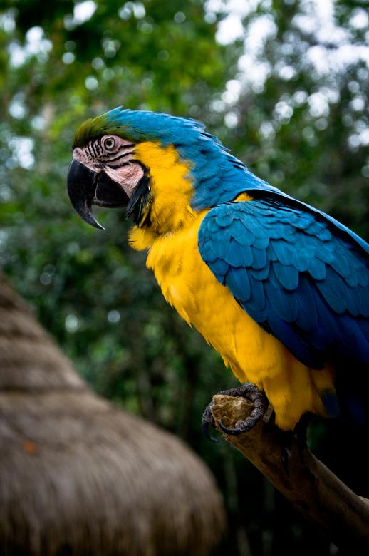 Free stock image of Parrot bird created by Luka