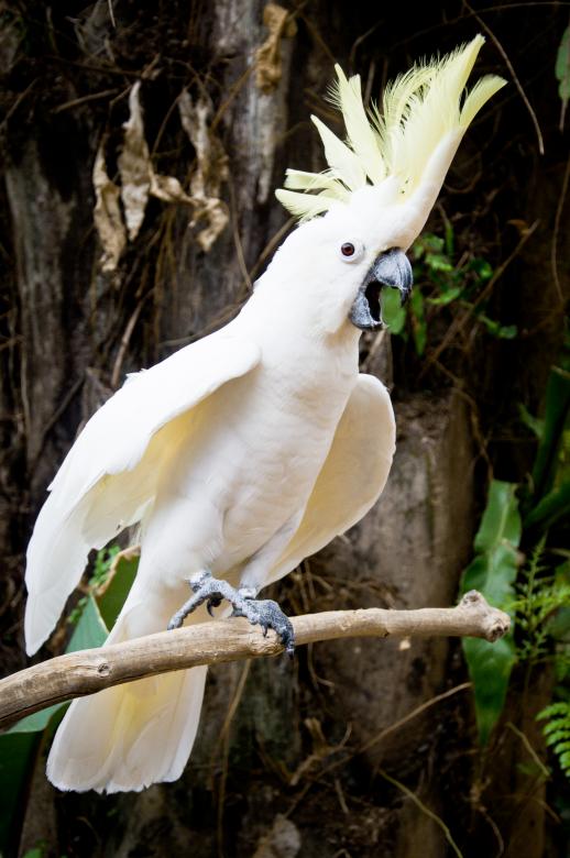 Free stock image of Cockatoo bird created by Luka