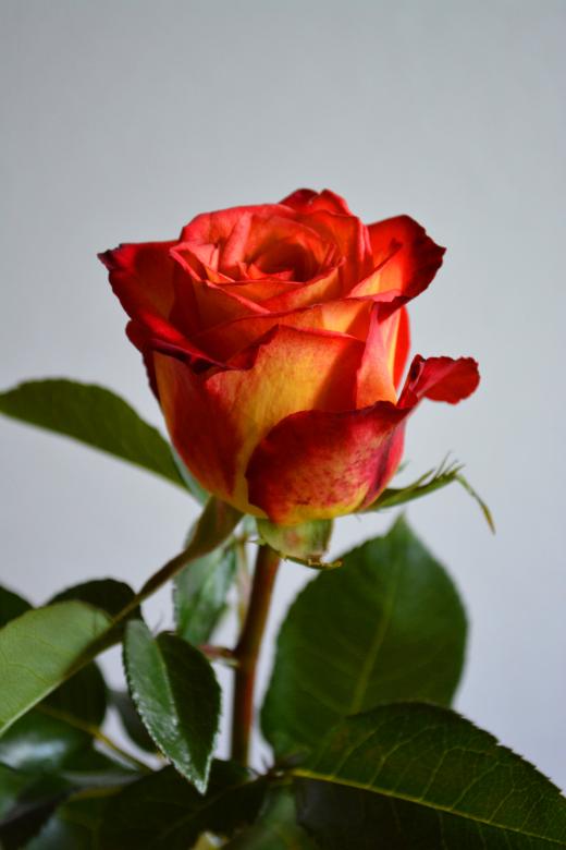 Free stock image of Valentine rose created by Matija