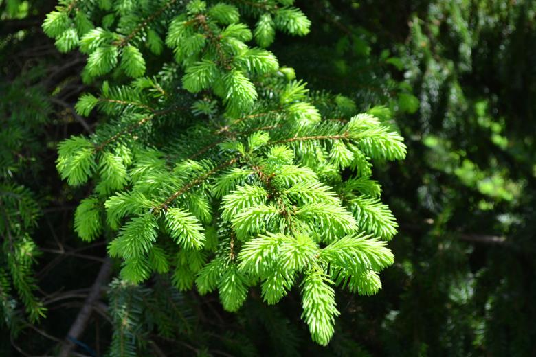 Free stock image of Spruce branch created by Matija