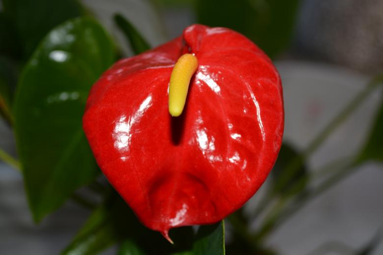 Free stock image of Anthurium - Flamingo flower created by Matija