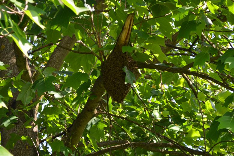 Free stock image of Beehive created by Matija