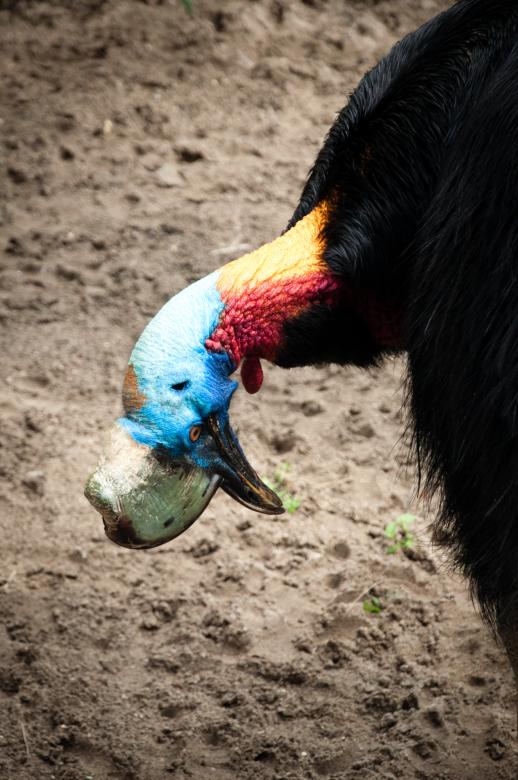 Free stock image of Southern Cassowary created by Luka