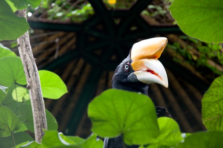 Free stock image of Hornbill created by Luka