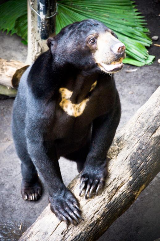 Free stock image of Sun bear created by Luka