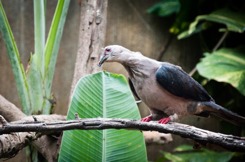Free stock image of Bird created by Luka