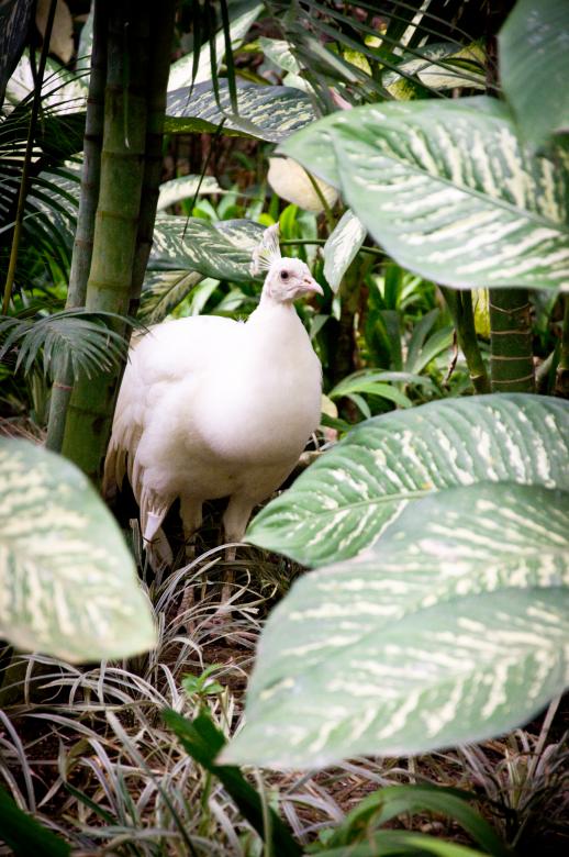 Free stock image of White peacock bird created by Luka
