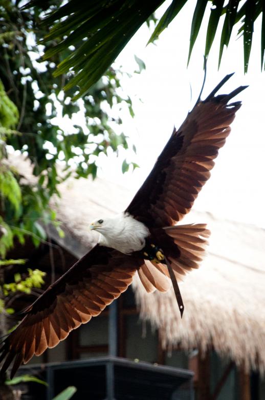 Free stock image of Eagle flying created by Luka