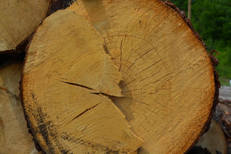 Free stock image of Wood log created by Matija