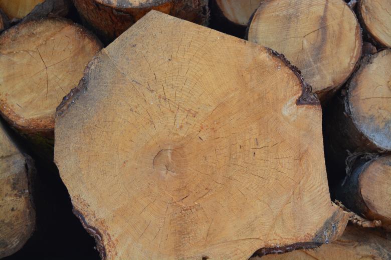Free stock image of Wood log rings created by Matija