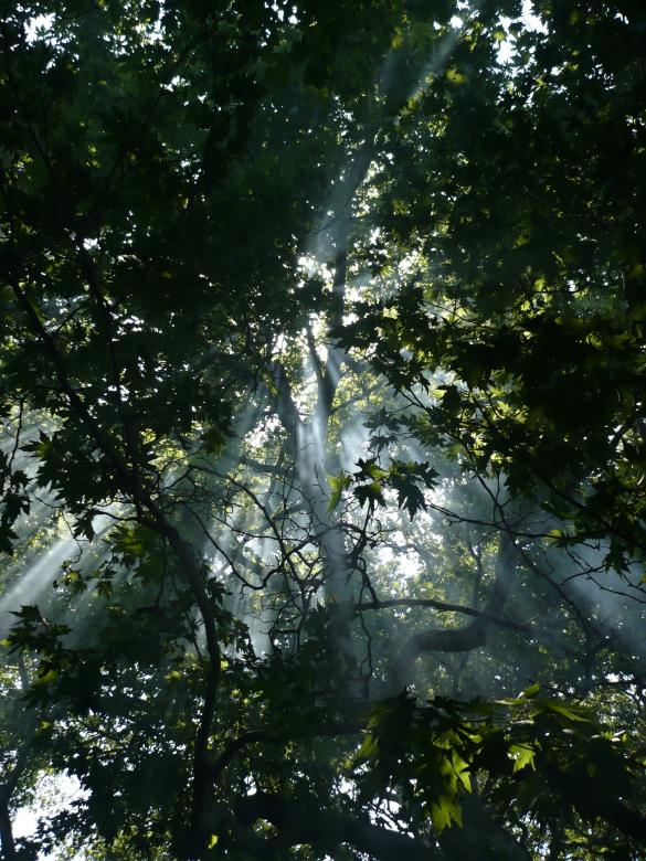 Free stock image of Into the Wild created by mrceviz