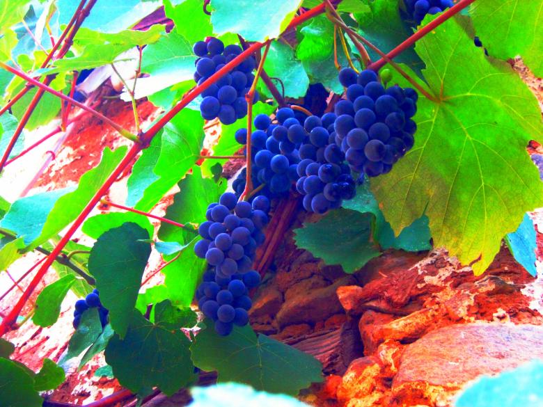 Free stock image of Fresh Grapes created by mrceviz