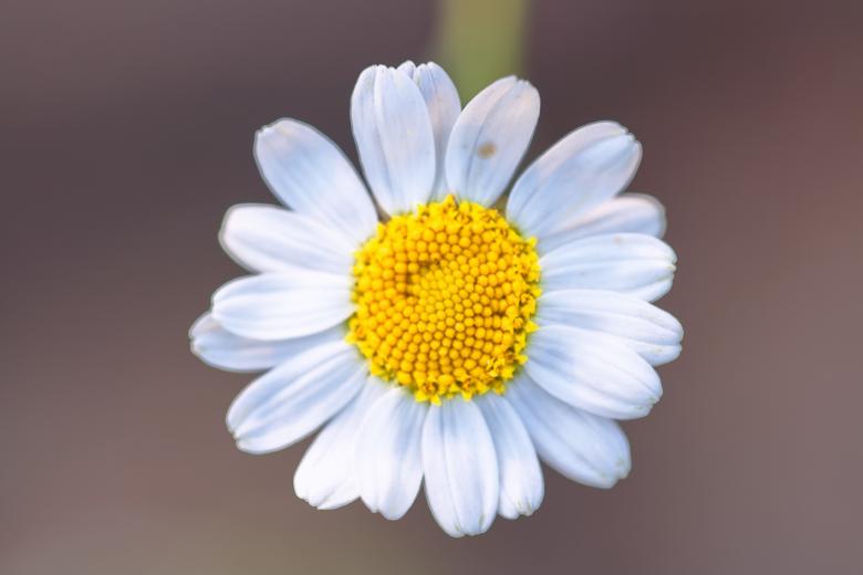 Free stock image of Chamomile created by 2happy