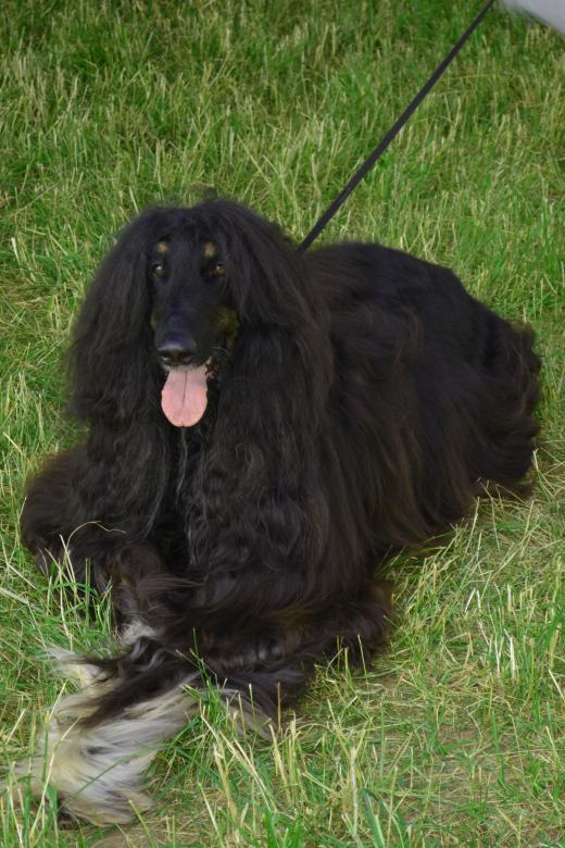 Free stock image of Afghan hound created by Matija