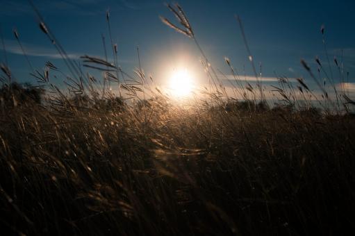 Sunset - Free Stock Photo