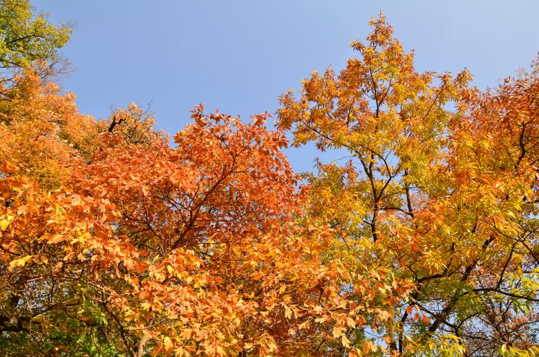 Free stock image of Autumn colors created by Octavian