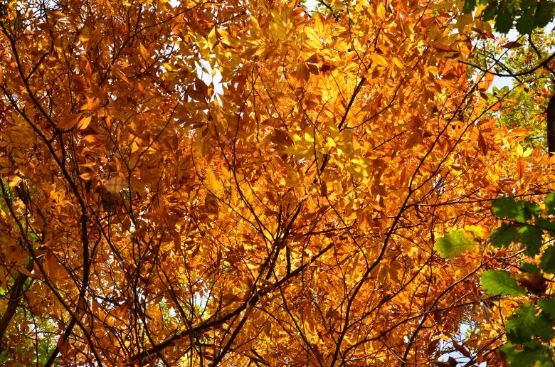 Free stock image of Autumn tree created by Octavian