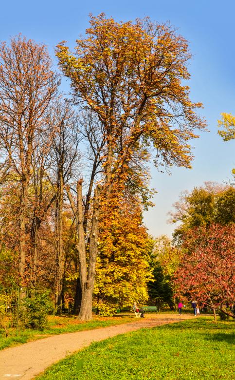 Free stock image of Autumn in the park created by Octavian