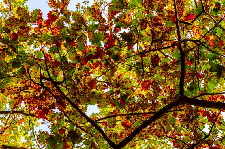 Free stock image of Autumn leafs created by Octavian