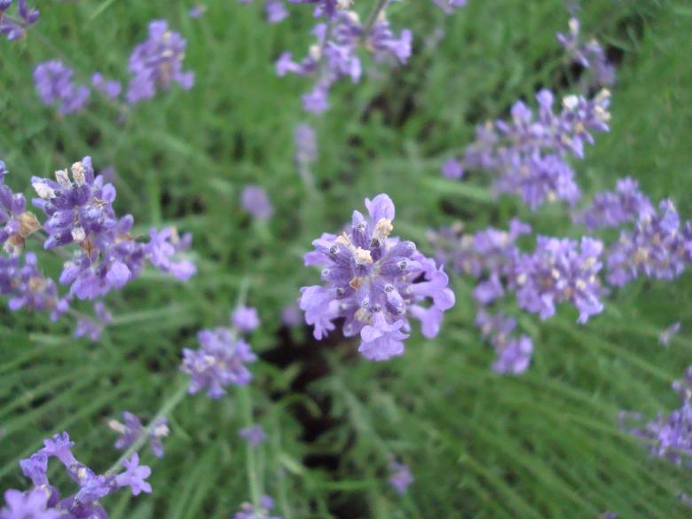 Free stock image of Fresh purple lavender created by Boris Kyurkchiev