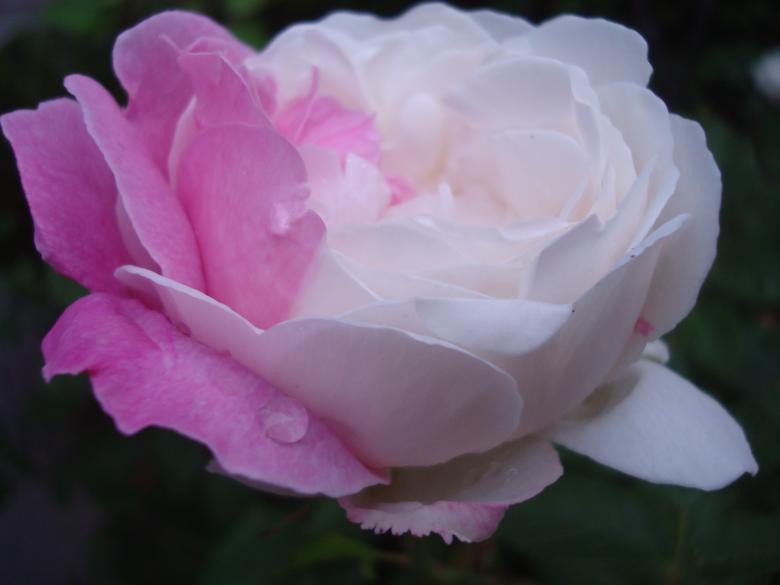 Free stock image of Pink and white rose created by Boris Kyurkchiev