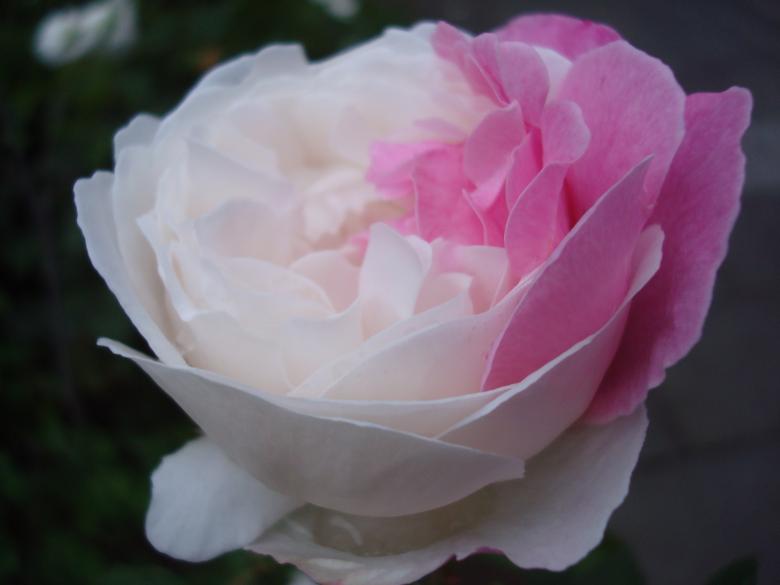Free stock image of Pink and white rose created by Boris Kyurkchiev