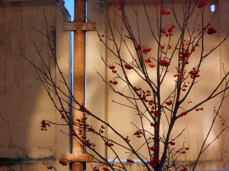 Free stock image of Rowan tree created by 2happy