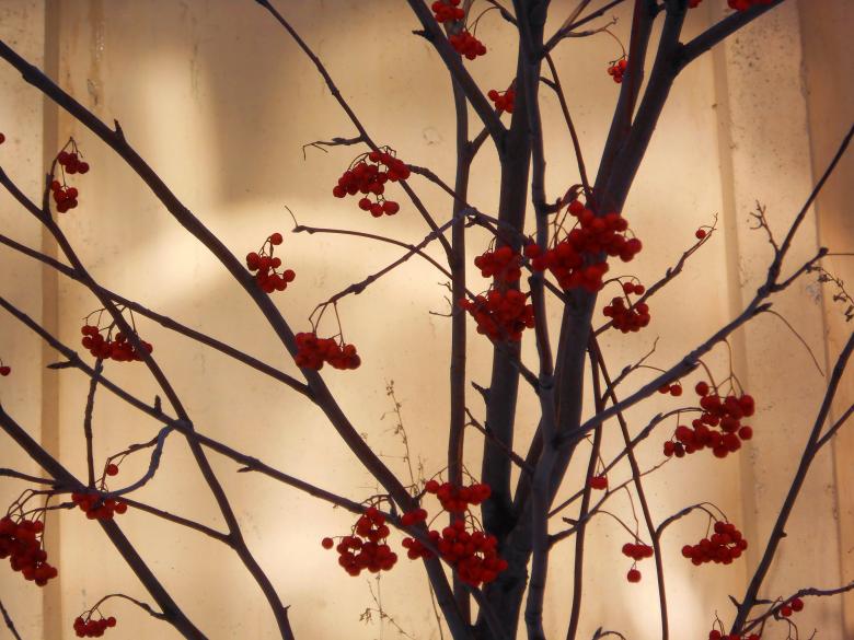 Free stock image of Rowan tree created by 2happy