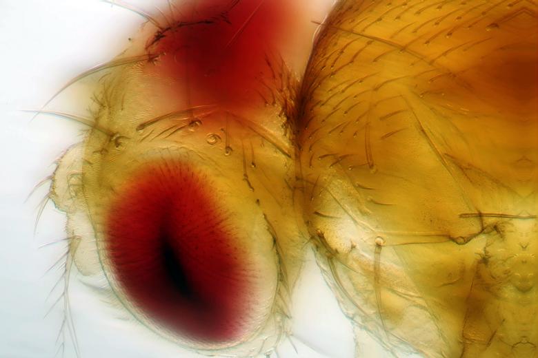 Free stock image of Fruit fly created by Geoffrey Whiteway