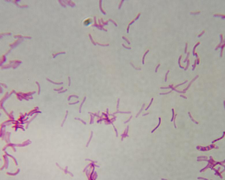 Free stock image of Bacteria created by Geoffrey Whiteway