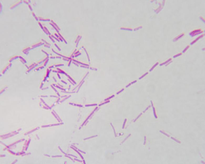 Free stock image of Bacteria created by Geoffrey Whiteway