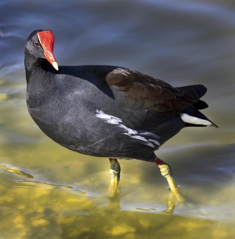 Free stock image of Common Moorhen created by Tony Ryta
